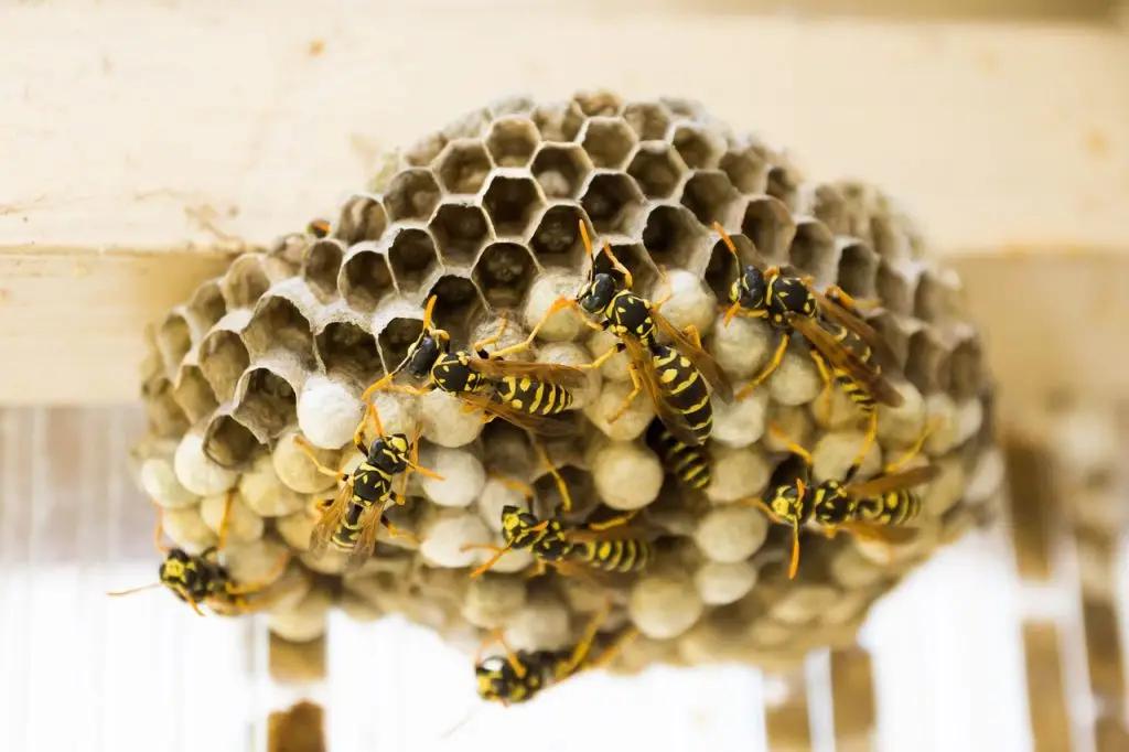 wasp nest, wasps, honeycomb-335984.jpg